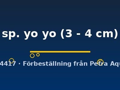 Botia sp. yo yo 3–4 cm