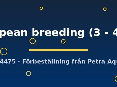 Crossocheilus reticulatus European breeding 3–4 cm