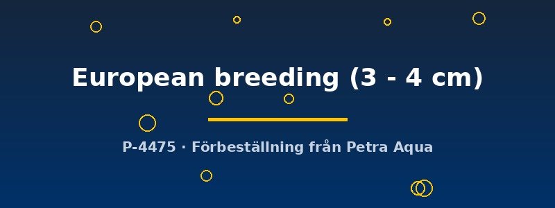 petra-ph-178555 Crossocheilus reticulatus European breeding 3–4 cm