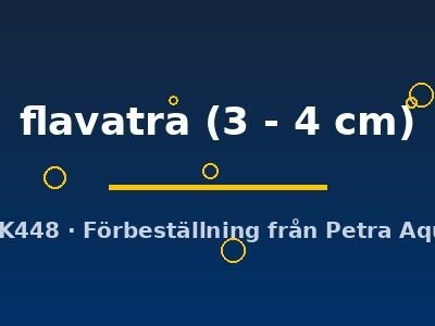 flavatra (3 - 4 cm)