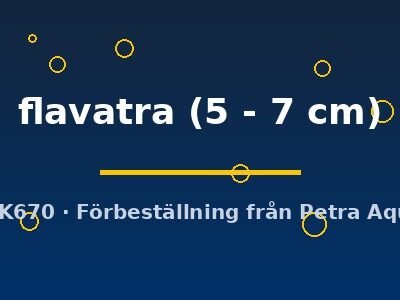 flavatra (5 - 7 cm)