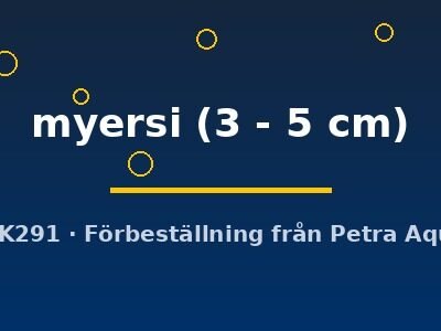 myersi (3 - 5 cm)