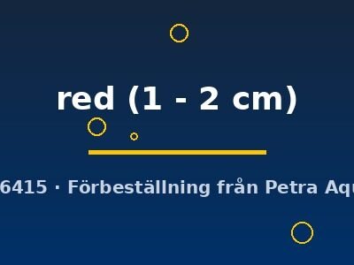 Poecilia endler red 1–2 cm