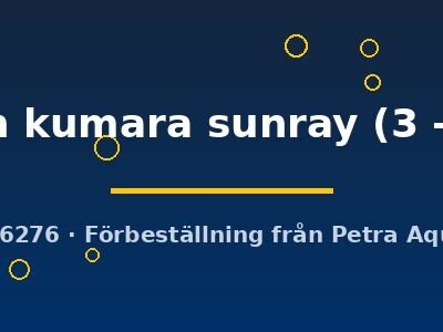 golden kumara sunray (3 - 4 cm)