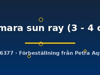 Kumara sun ray (3 - 4 cm)