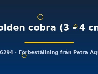 golden cobra (3 - 4 cm)