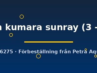 golden kumara sunray (3 - 4 cm)