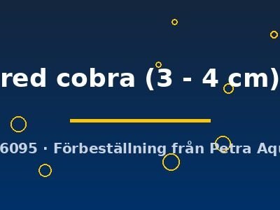 red cobra (3 - 4 cm)