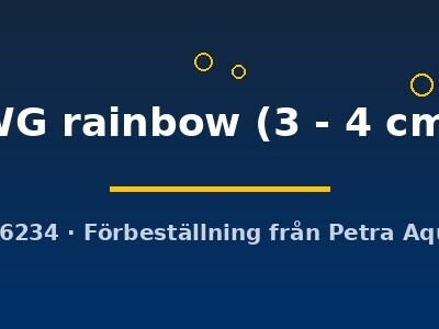 WG rainbow (3 - 4 cm)