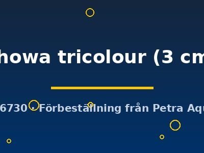 showa tricolour (3 cm)