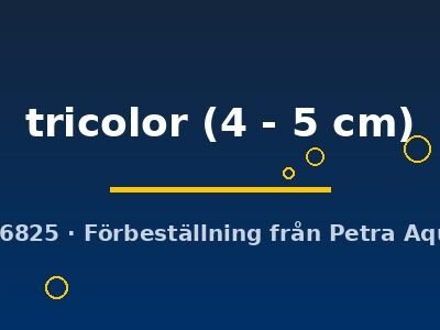 tricolor (4 - 5 cm)