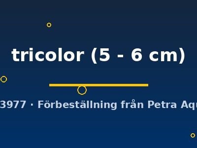 tricolor (5 - 6 cm)
