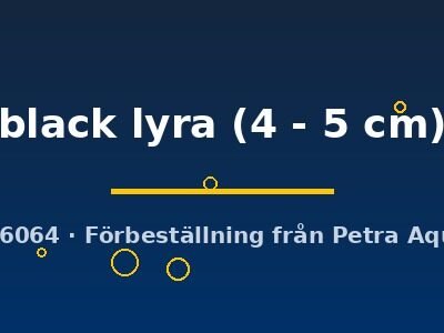 Poecilia latipinna black lyra 4–5 cm