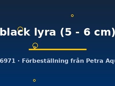 Poecilia latipinna black lyra 5–6 cm
