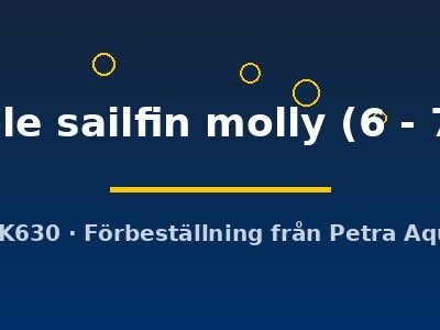 Poecilia velifera marble sailfin molly 6–7 cm
