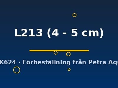 Ancistrus L213 4–5 cm