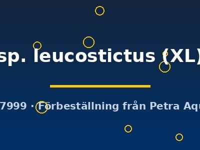 Mana Ancistrus (Ancistrus sp. leucostictus) XL