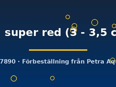 sp. super red (3 - 3,5 cm)