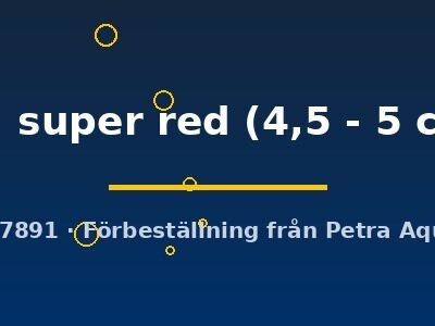 sp. super red (4,5 - 5 cm)