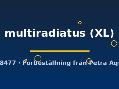 multiradiatus (XL)