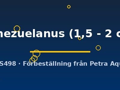 venezuelanus (1,5 - 2 cm)