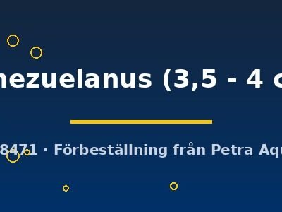 venezuelanus (3,5 - 4 cm)