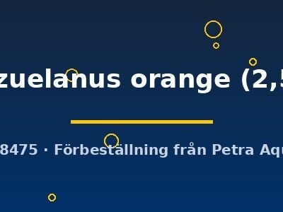 venezuelanus orange (2,5 cm)