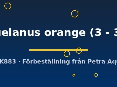 venezuelanus orange (3 - 3,5 cm)