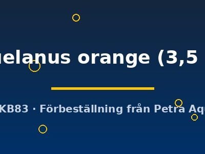 venezuelanus orange (3,5 - 4 cm)