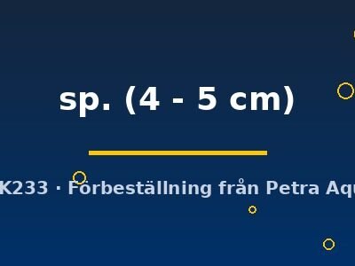 sp. (4 - 5 cm)