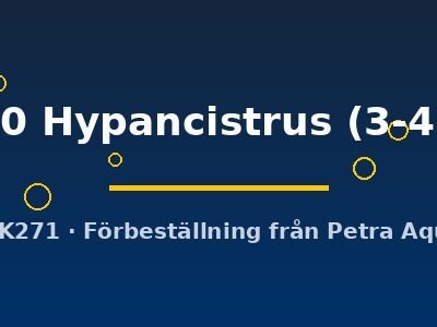 L 340 Hypancistrus 3–4 cm