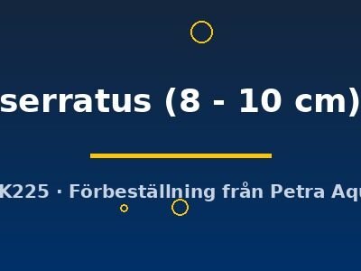 serratus (8 - 10 cm)