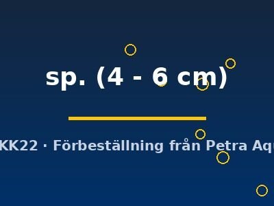 sp. (4 - 6 cm)