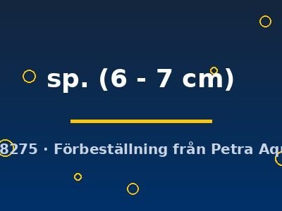 sp. (6 - 7 cm)