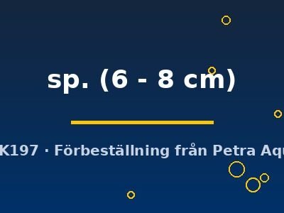 sp. (6 - 8 cm)