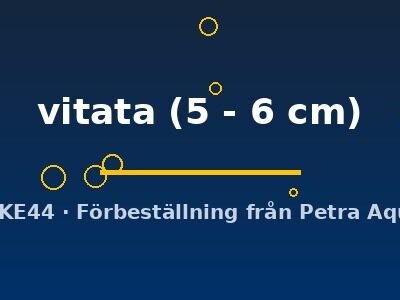vitata (5 - 6 cm)