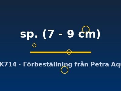 sp. (7 - 9 cm)