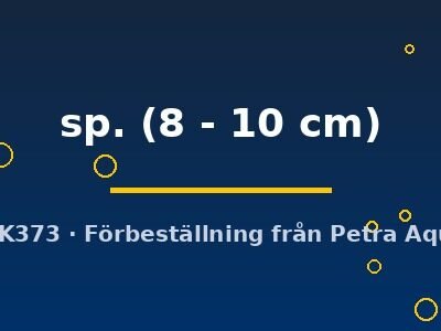 sp. (8 - 10 cm)