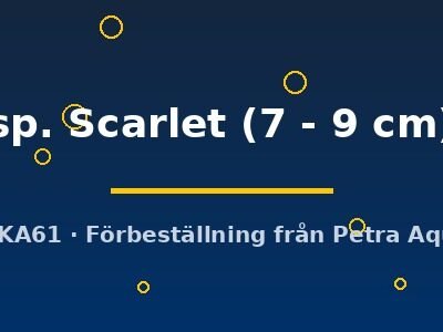 sp. Scarlet (7 - 9 cm)