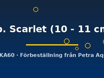 sp. Scarlet (10 - 11 cm)