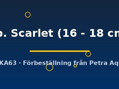 sp. Scarlet (16 - 18 cm)