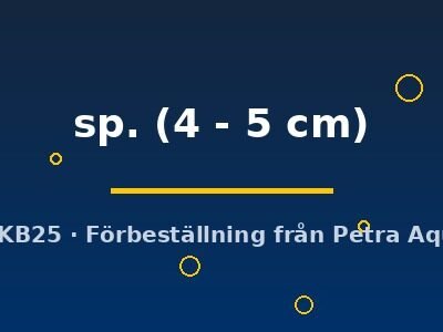 sp. (4 - 5 cm)