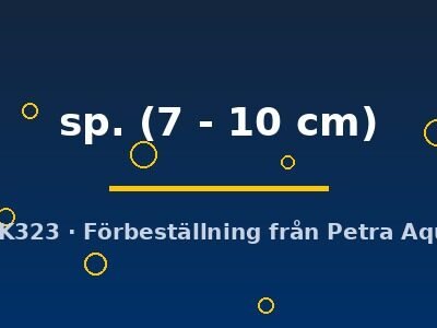 sp. (7 - 10 cm)