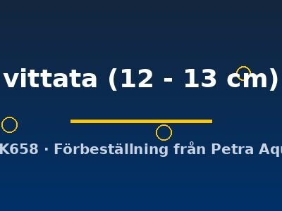 vittata (12 - 13 cm)