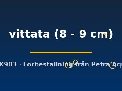 vittata (8 - 9 cm)