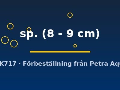 sp. (8 - 9 cm)