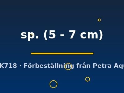 sp. (5 - 7 cm)