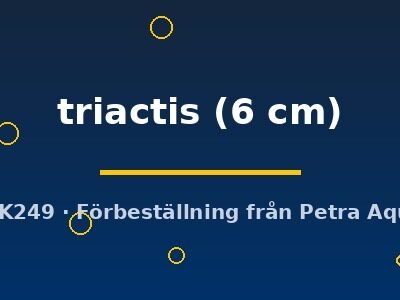 triactis (6 cm)