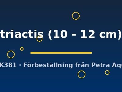 triactis (10 - 12 cm)