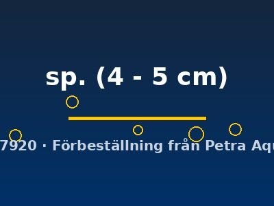 sp. (4 - 5 cm)